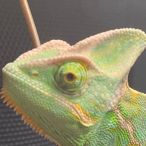 Meet your Posher, Eva